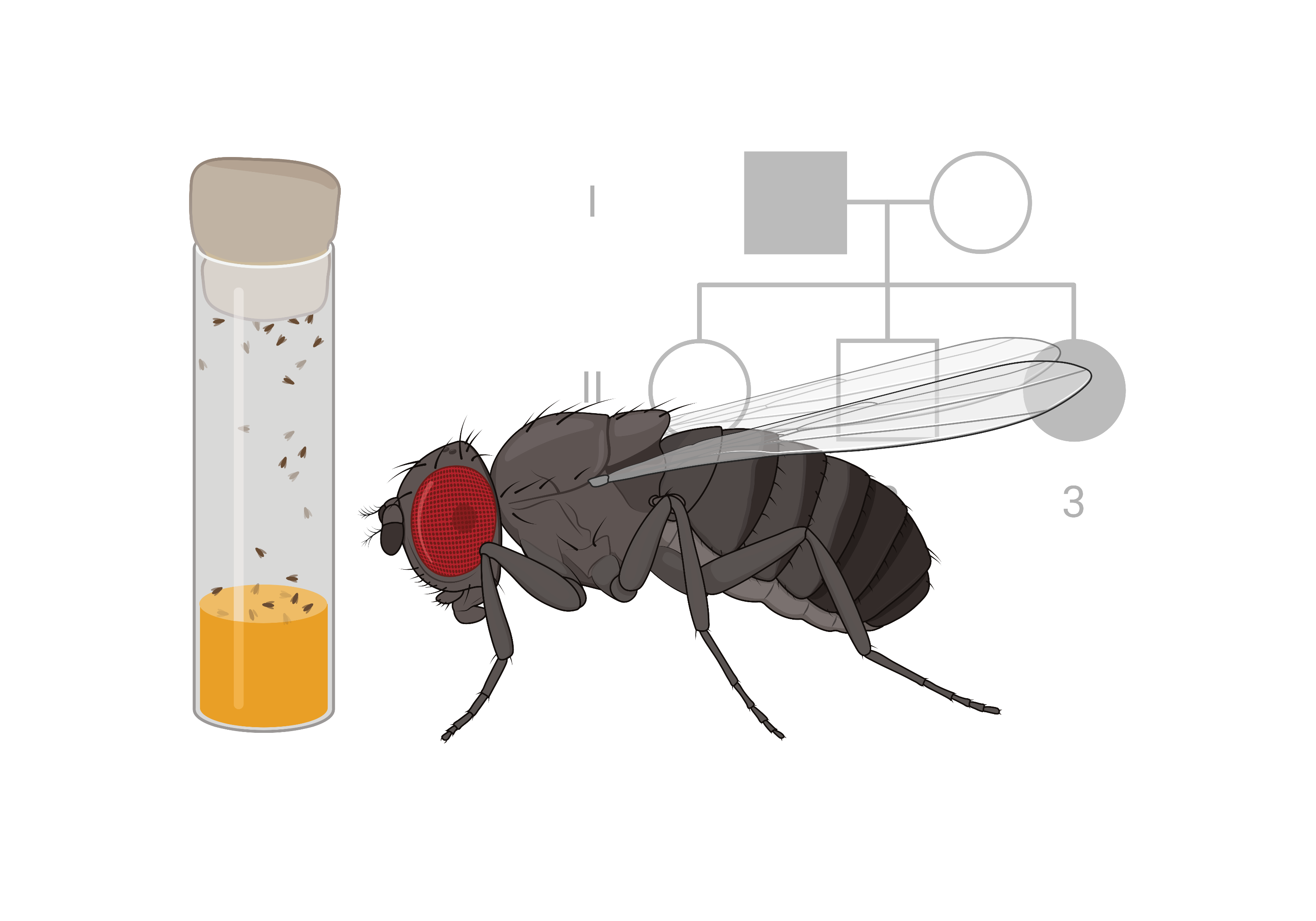 Fly Science Science Education Partnership Kit Loan Program & Supplies - Fred Hutch