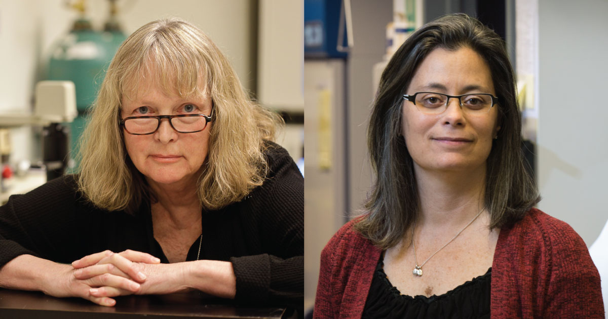 Dr. Beverly Torok-Storb wins mentorship award - Fred Hutch