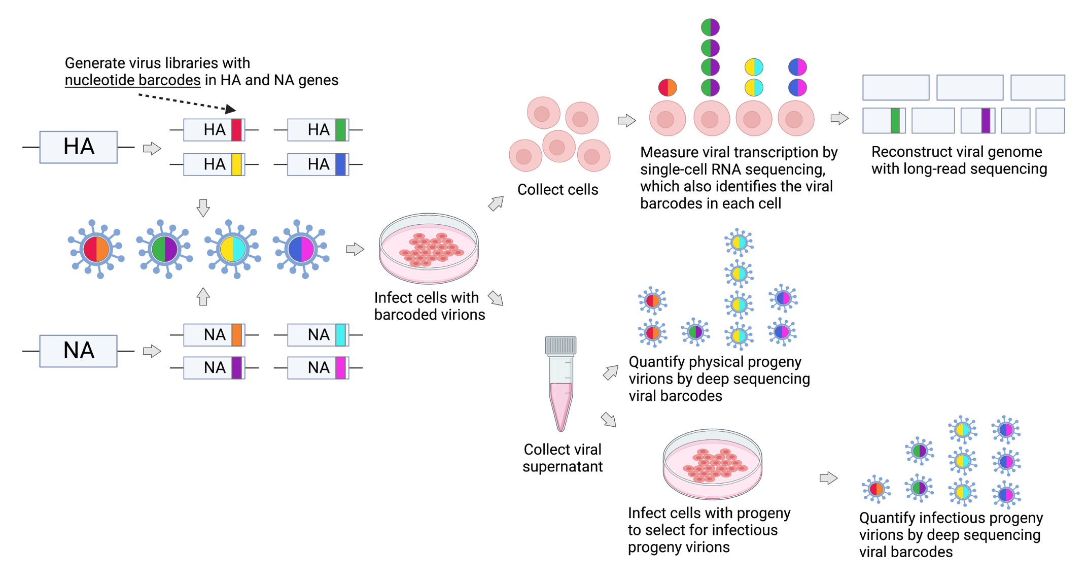 Talking a lot but saying nothing no link between viral transcription