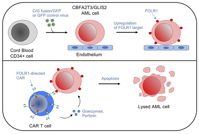 Models of pediatric acute megakaryoblastic leukemia lead to new potential therapies