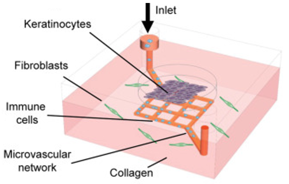Fred Hutch Careers Interview, Salaries, and More Blind