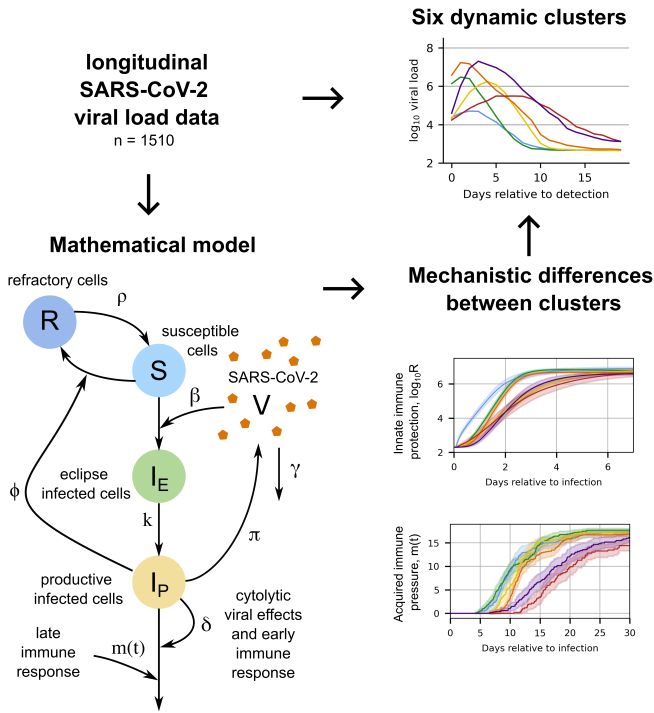 Viral kinetics modeling for the current SARS-CoV-2 landscape - Fred Hutch