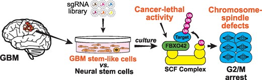 FBXO42 prevents mitotic calamity in glioblastoma stem-like cells
