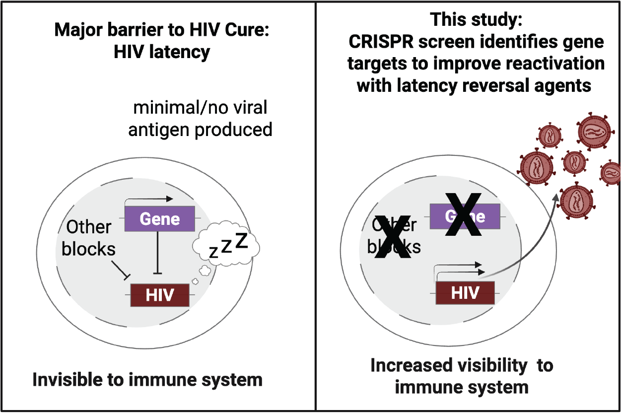 Targeting the Integrator complex improves reactivation of HIV - Fred Hutch