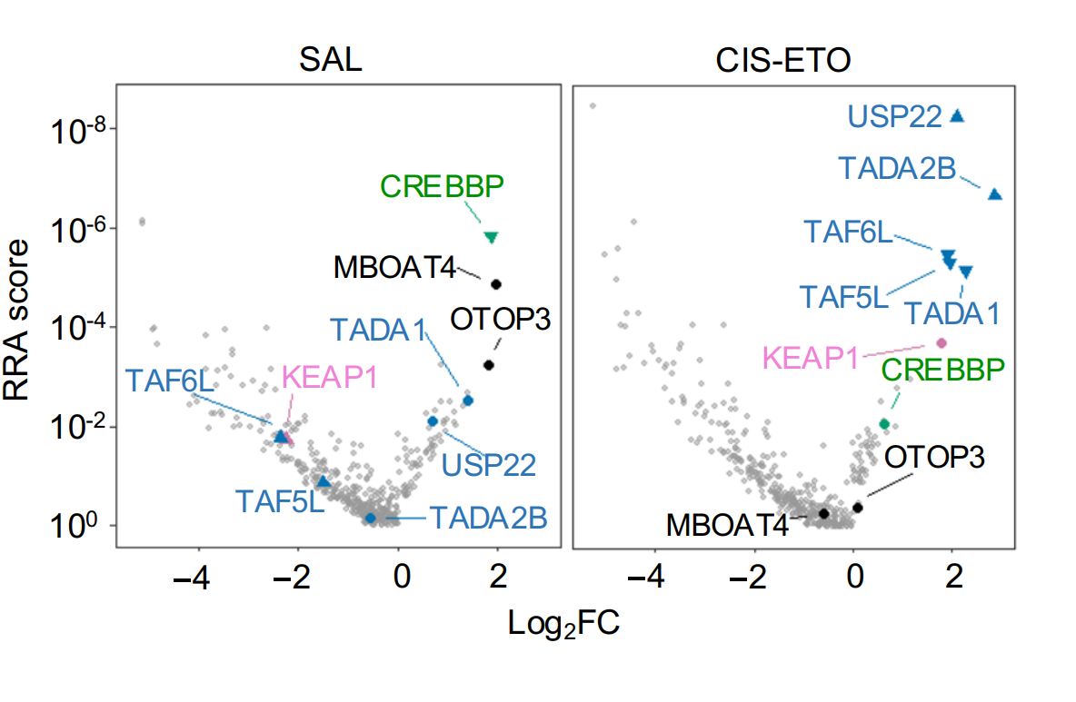 KEAP-ing chemoresistance at bay in SCLC - Fred Hutch