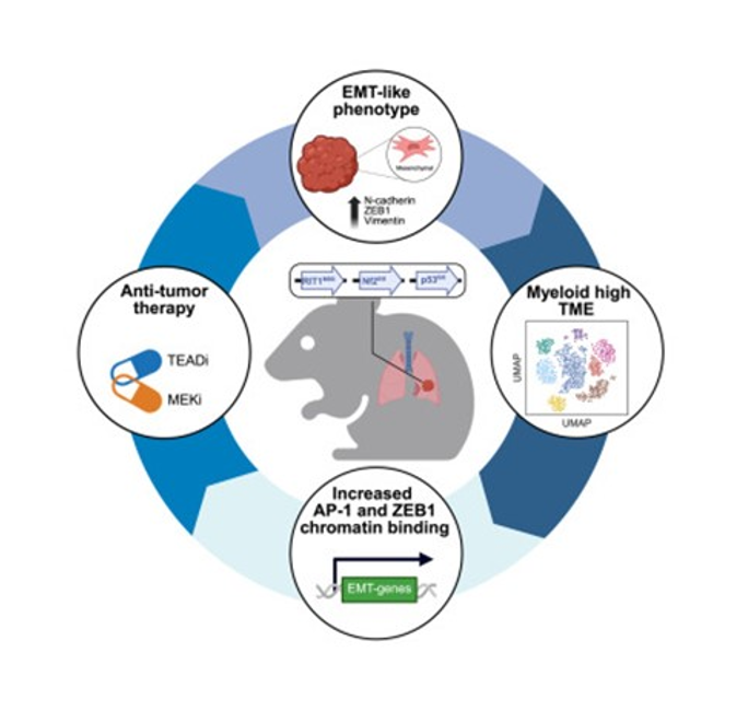 Foot on the gas: How RIT1 and YAP accelerate lung adenocarcinoma - Fred ...
