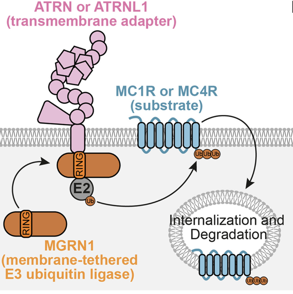 MGRN1 and ATRN cooperate to regulate melanocortin signaling - Fred Hutch