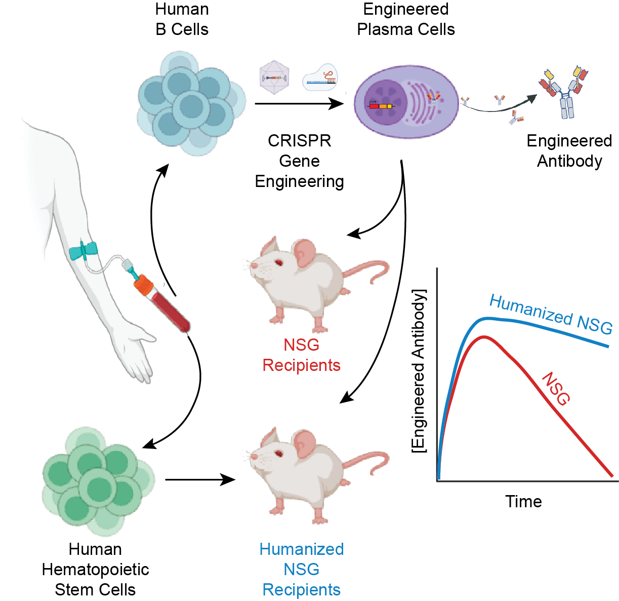 Humanized mice and in vivo therapeutic production? This is not science ...