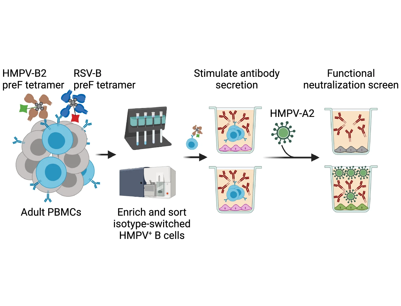 A promising new antibody treatment for a neglected respiratory virus ...