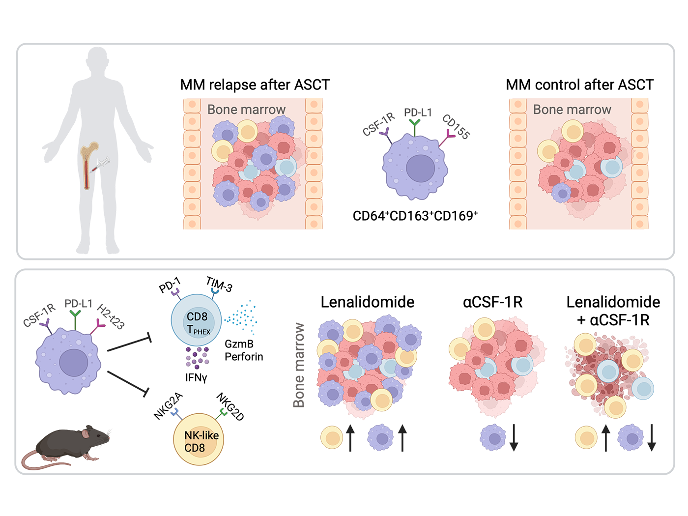 A new immune strategy to keep multiple myeloma at bay - Fred Hutch
