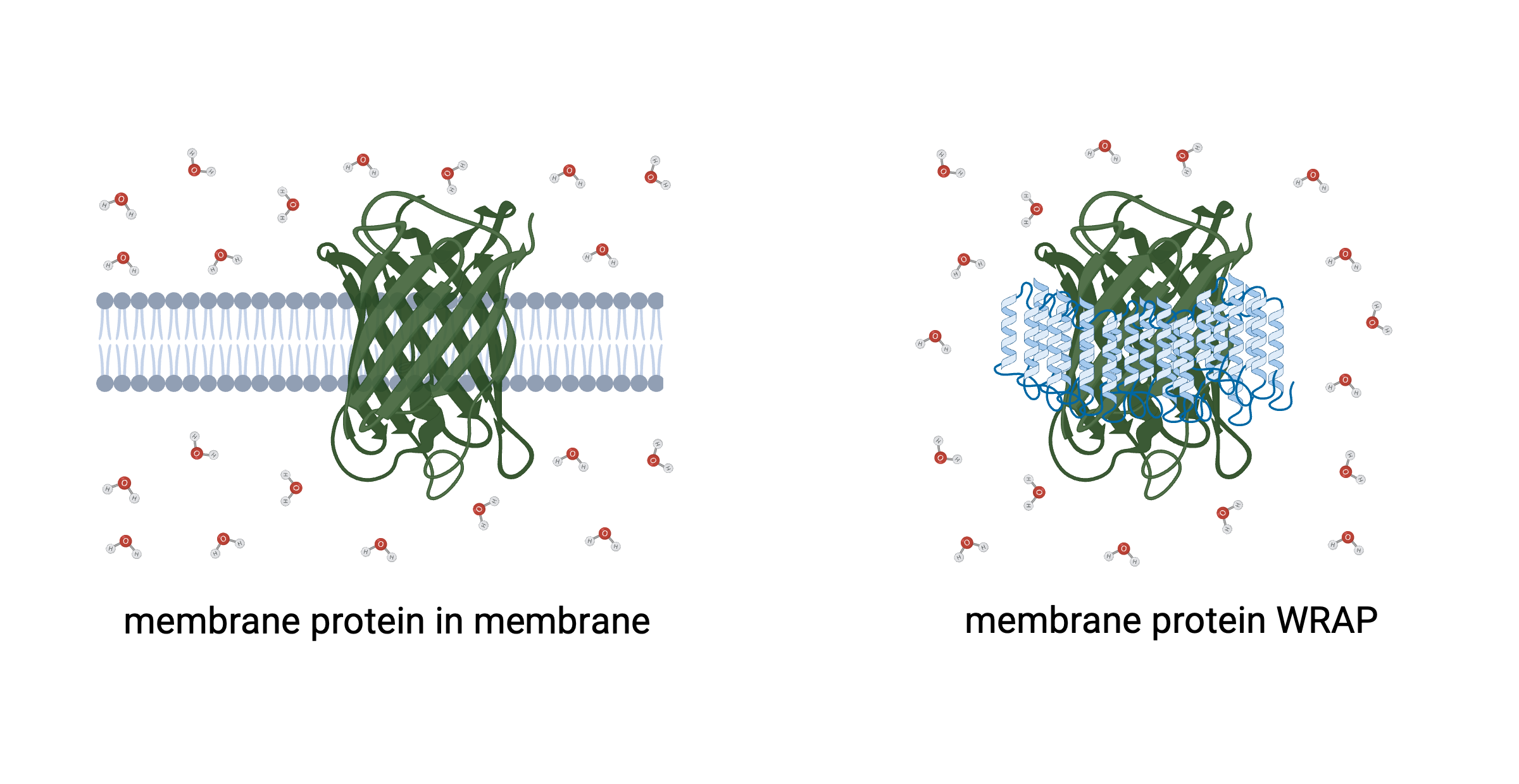 Membrane proteins, WRAPped