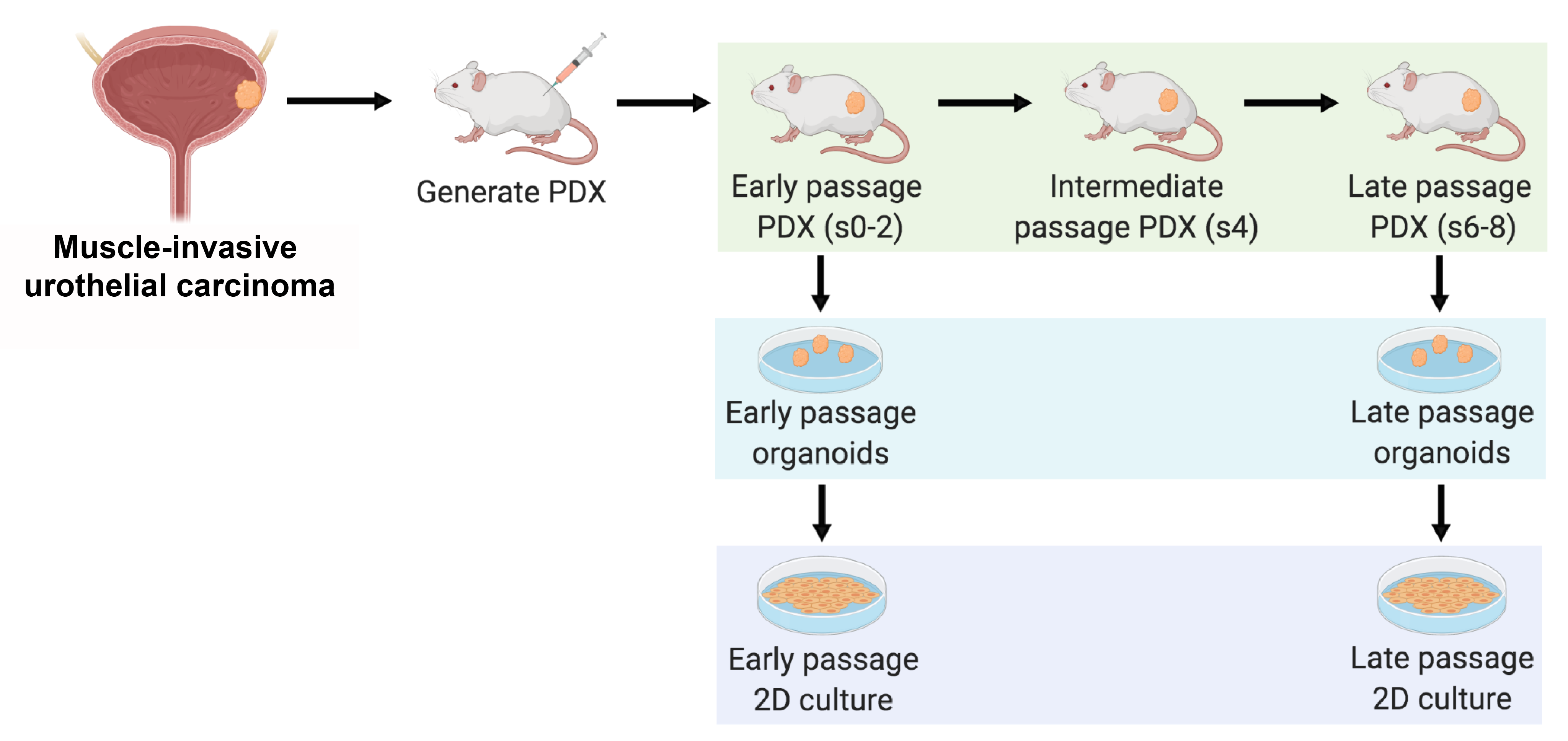 New tumor models for the development of bladder cancer therapies Fred