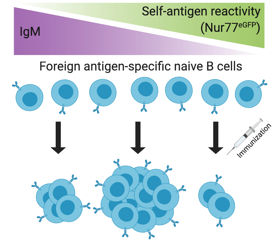 Fine Tuning B Cell Responses