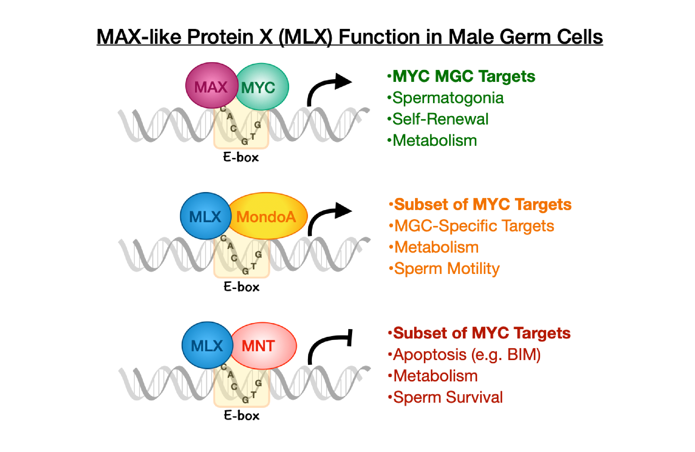 The Myc network’s multiple functions in spermatogenesis | Fred ...