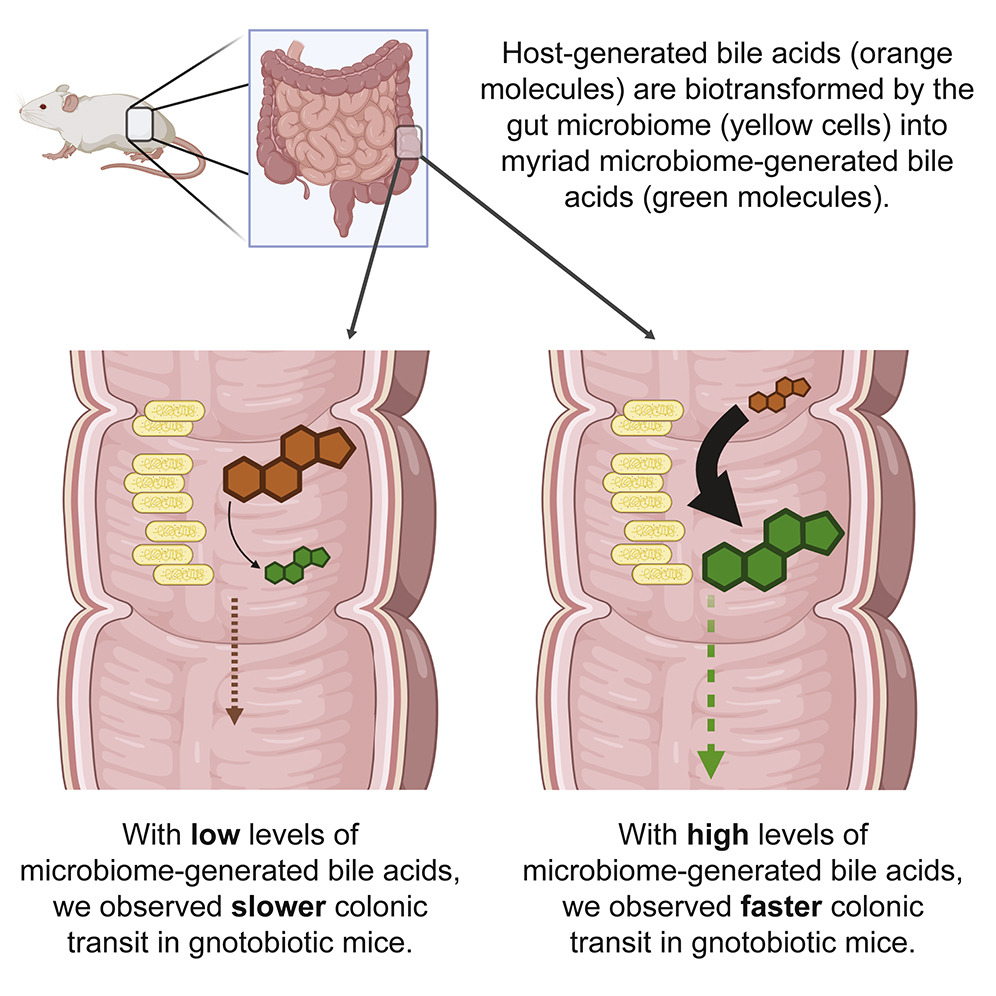 Keeping regular gut bacteria modulate transit time via bile acids