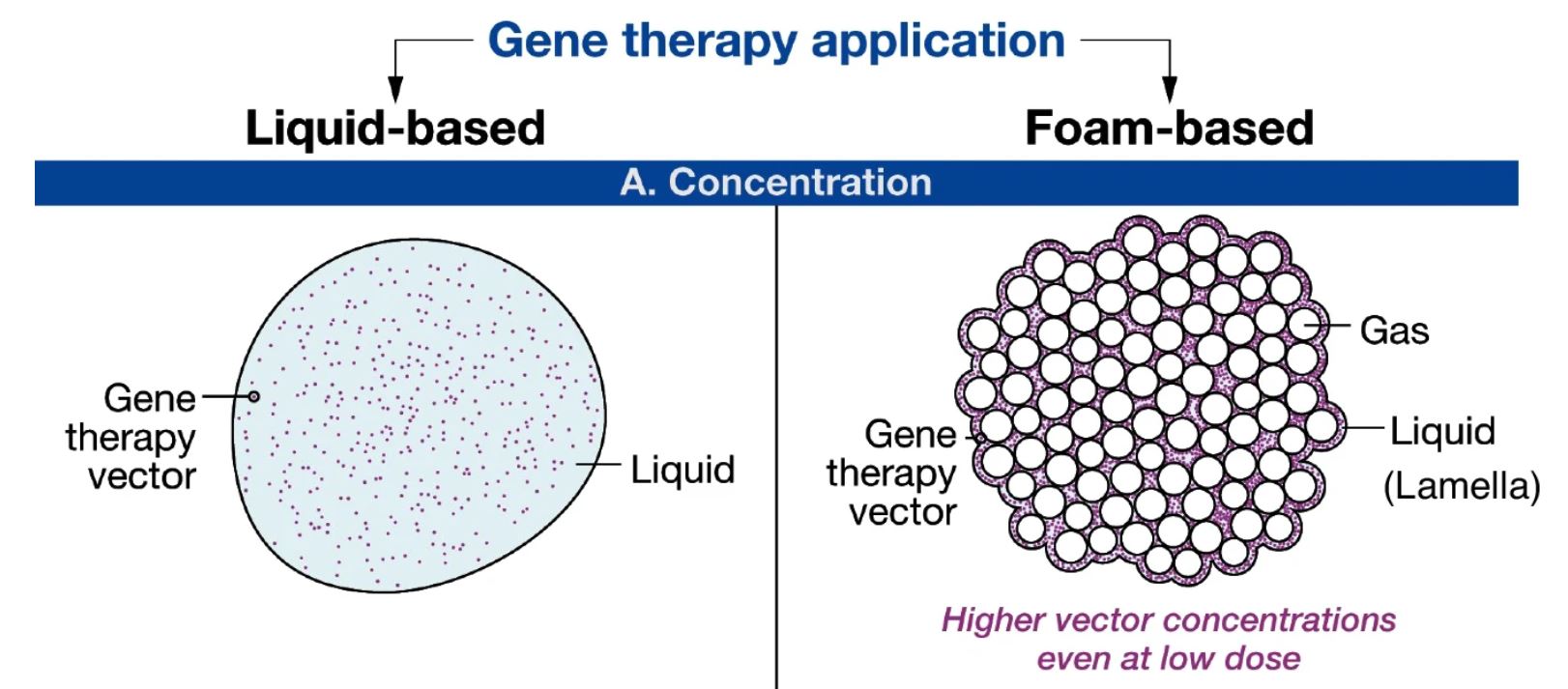 Taking a frothy risk to advance gene therapy Fred Hutch