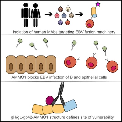 glutathione ebv and Targeting the signaling in EpsteinBarr virus-associated diseases: mechanism, regulation, clinical study Epstein-Barr-Virus-Induced One-Carbon Metabolism Drives B By age 40, ~95% of