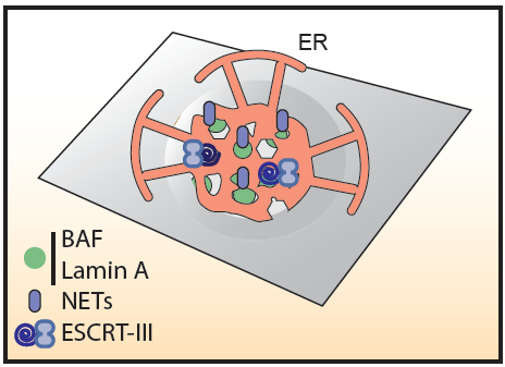 A (BAF)ling story of nuclear envelope repair | Fred Hutchinson Cancer ...