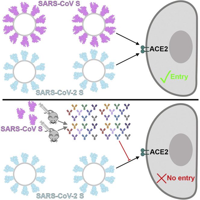 Clues from coronavirus’ past - Fred Hutch