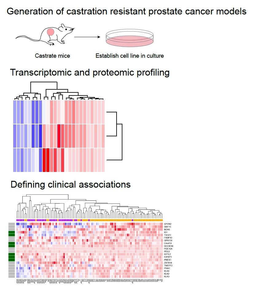Prostate Cancer Cell Lines