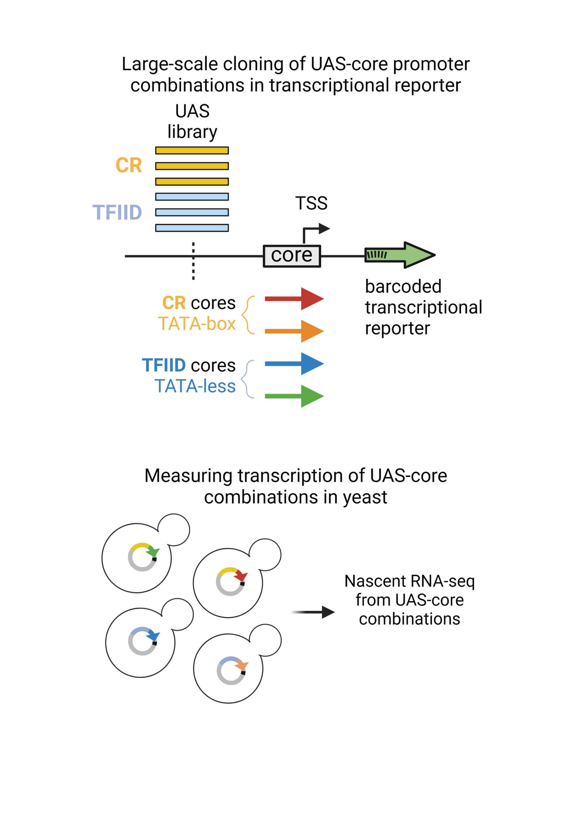 Delineating transcriptional regulatory processes in yeast - Fred Hutch