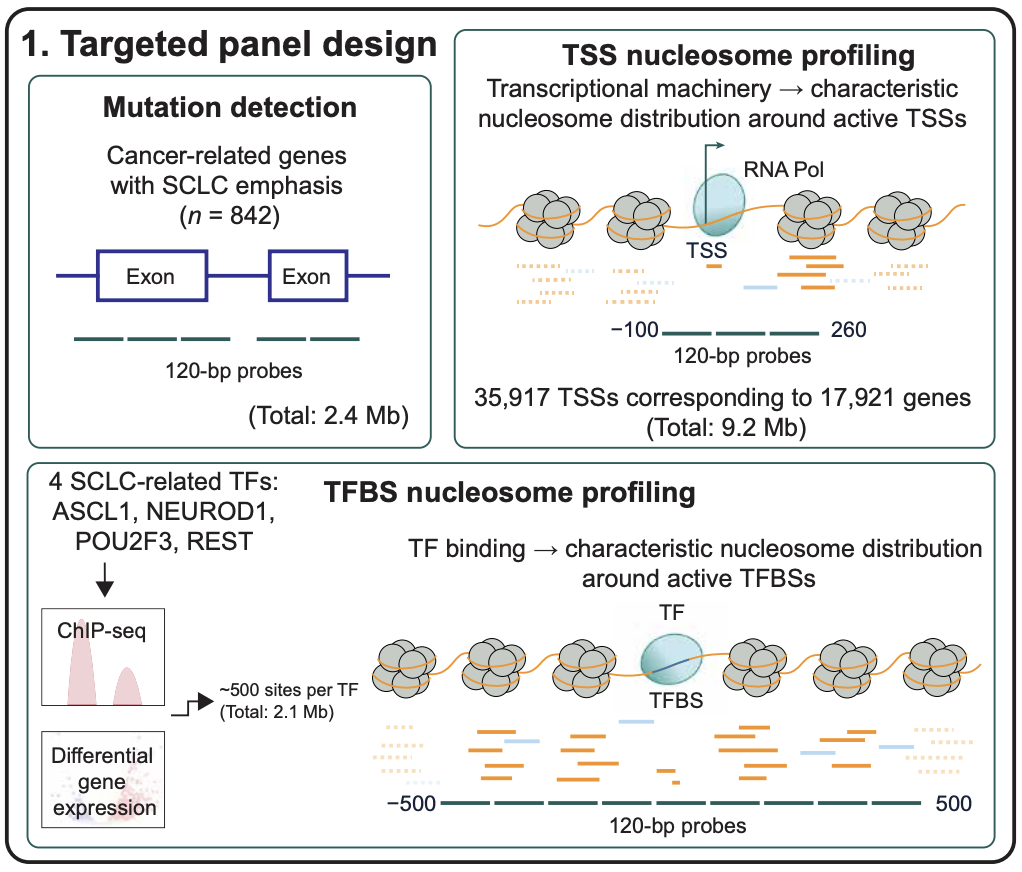 Cell free DNA profiling may unlock the key to studying small cell lung ...