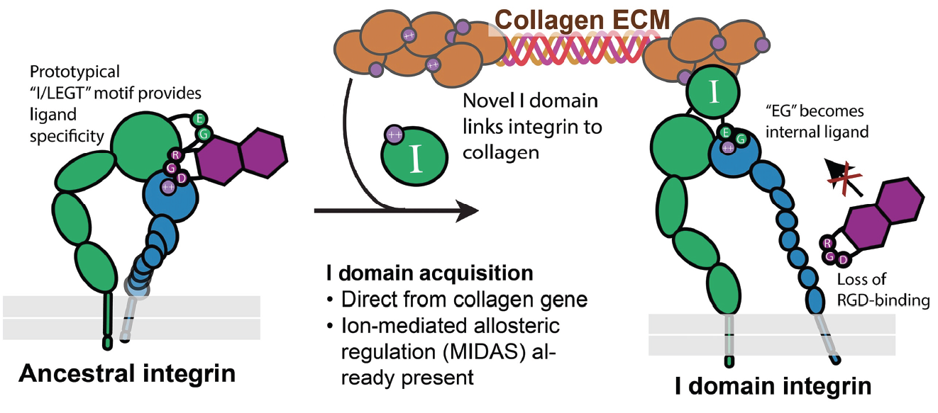 Insights on the exapted inserted domain in integrin - Fred Hutch