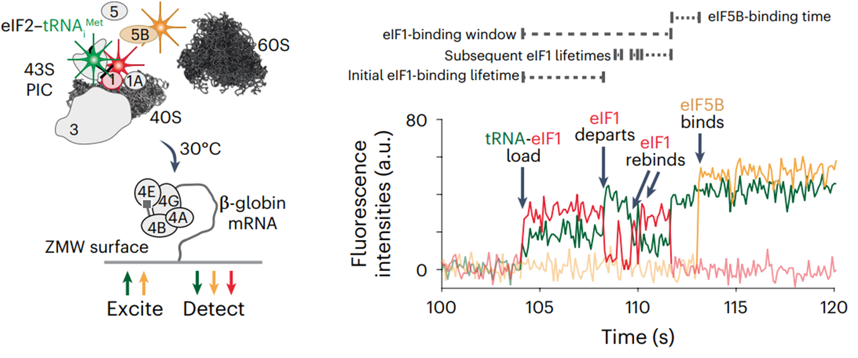 A cellular epic starring eIF1 and eIF5 - Fred Hutch