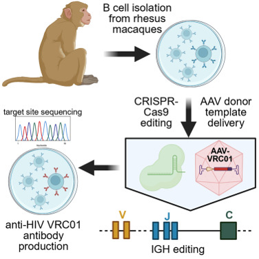 Engineering B cells to improve HIV treatments - Fred Hutch