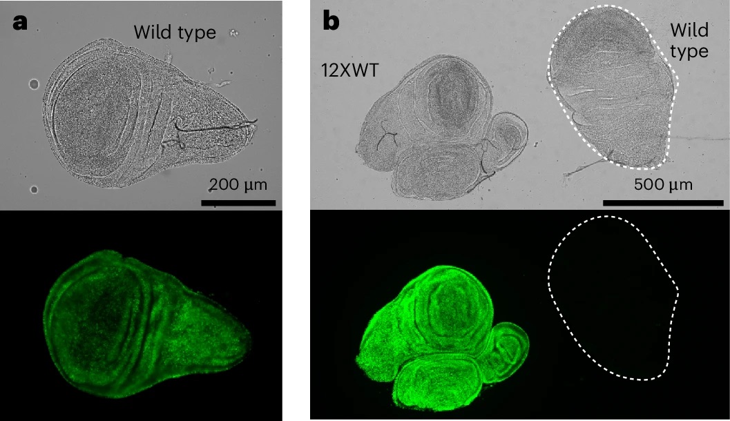Histone H4 represses histone gene expression during the cell cycle