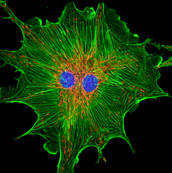 fluorescence microscopy images